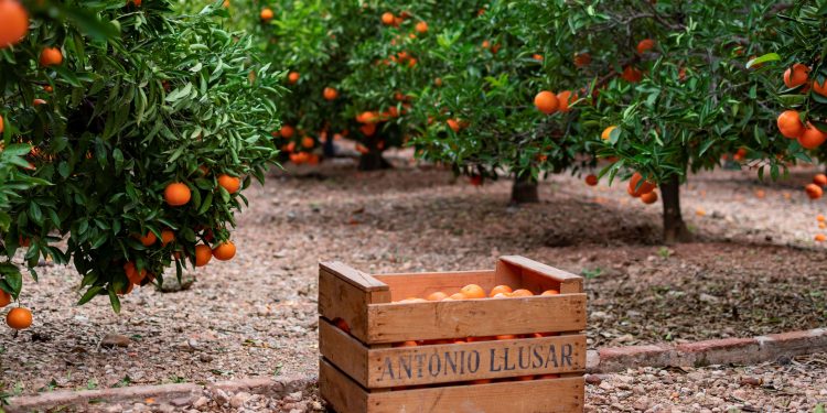 MCH y SanLucar Fruit entran en el accionariado de Llusar