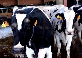 Produccion ganadera-Vacas