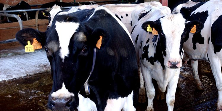 Produccion ganadera-Vacas