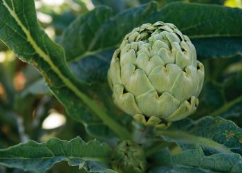 Alcachofa