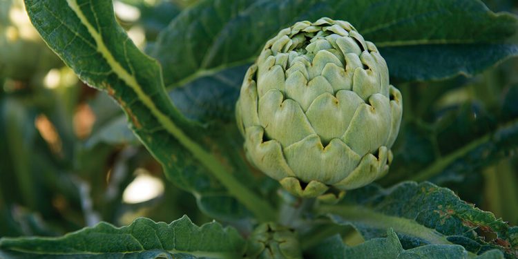 Alcachofa