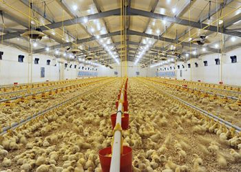 El sector avícola catalán prevé saldar 2020 con una pérdida del 10% de la producción de carne de ave