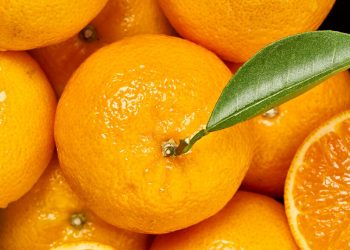 La producción de mandarina Orri para la campaña actual se estima en 60.000 toneladas