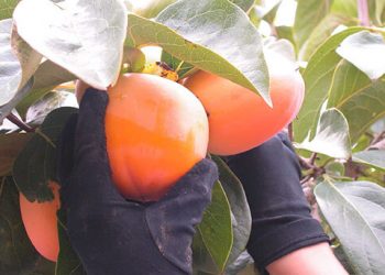 La producción de caqui desciende un 20% respecto a la campaña anterior
