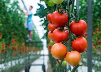 El 70% de los consumidores cree que es importante comprar productos hortofrutícolas de origen europeo