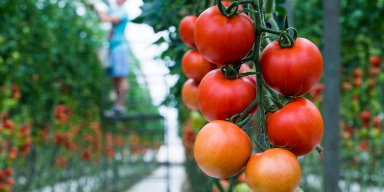 El 70% de los consumidores cree que es importante comprar productos hortofrutícolas de origen europeo