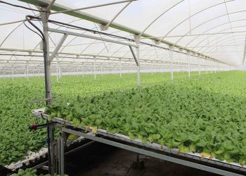 Invernadero Primaflor