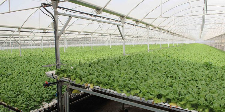 Invernadero Primaflor