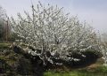 Arranca la campaña de la DOP Cereza del Jerte con el inicio de la floración