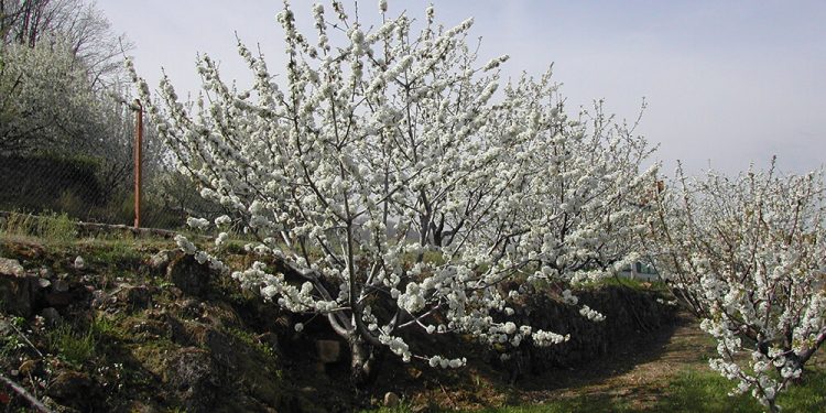 Arranca la campaña de la DOP Cereza del Jerte con el inicio de la floración