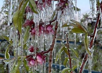 cosecha de fruta helada