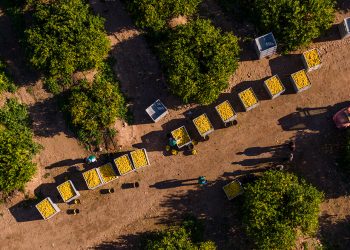 El sector del limón español captura cada año más de 360.500 toneladas de CO2