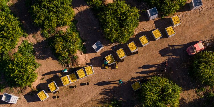 El sector del limón español captura cada año más de 360.500 toneladas de CO2