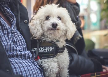 Los centros comerciales de Merlin Properties ya son “Pet Friendly”