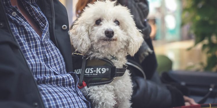 Los centros comerciales de Merlin Properties ya son “Pet Friendly”