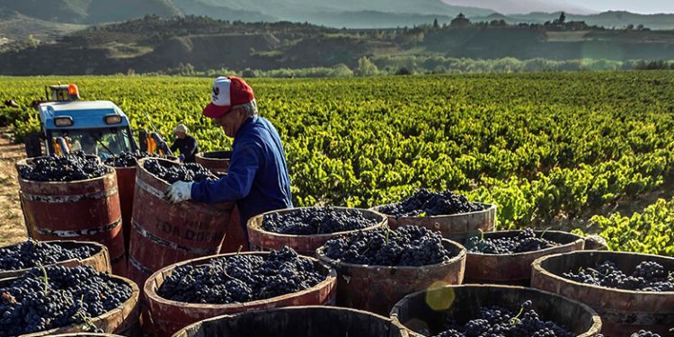 Rioja-viñedo