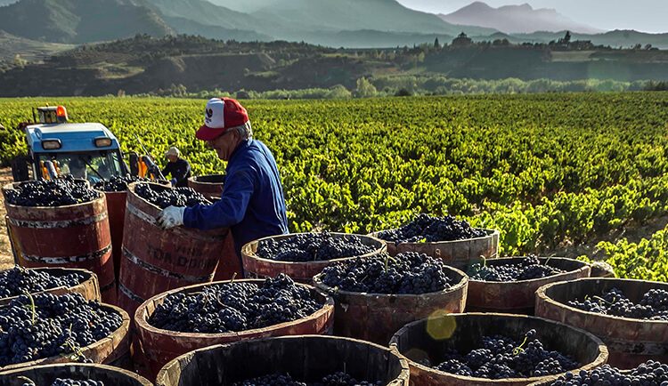 Rioja-viñedo