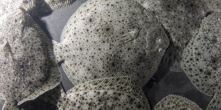 Nueva Pescanova probará un nuevo sistema de gestión energética en acuicultura