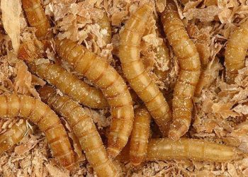 Gusano de la harina