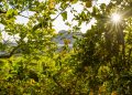 Limon ecologico