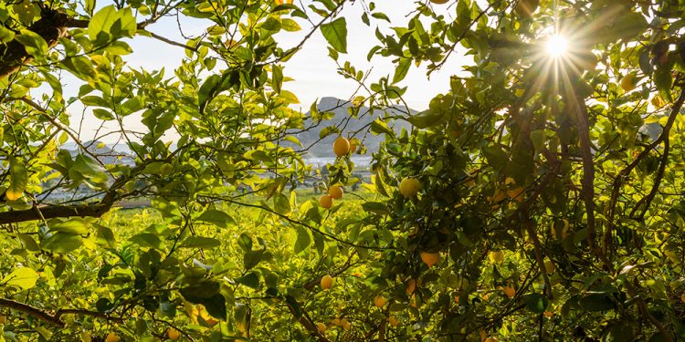 Limon ecologico