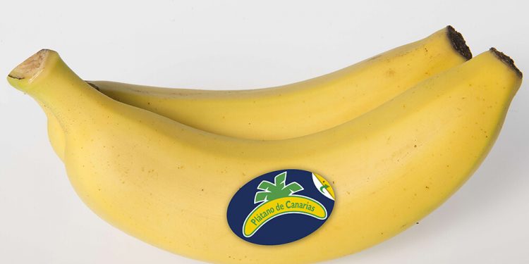 Platano de Canarias