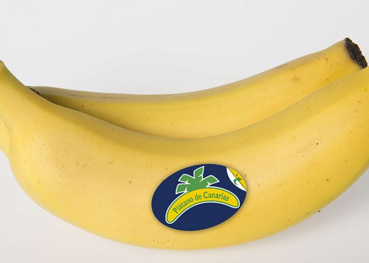 Platano de Canarias