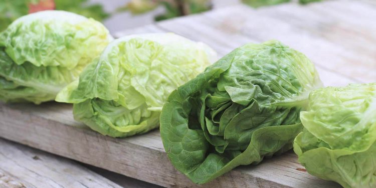 Se mantiene el consumo de verdura en los hogares, siendo la lechuga la más elegida en primavera