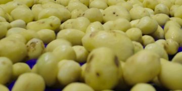 Patatas