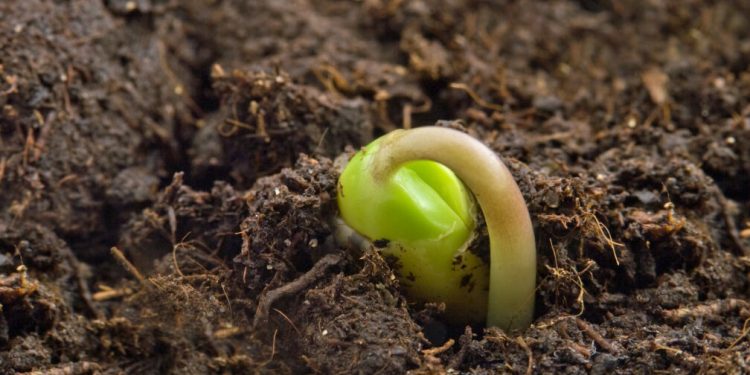 Planta en desarrollo