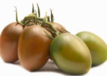 Top Seeds International presenta su nueva gama de tomates
