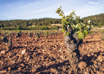 La justicia da la razón a la DO Utiel-Requena tras diez años de contencioso