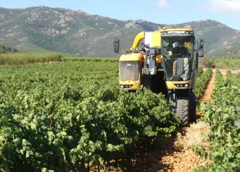 El 68% de las ventas de la DOP Cariñena se destinaron al mercado exterior