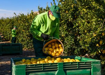 Limón nacional en Carrefour