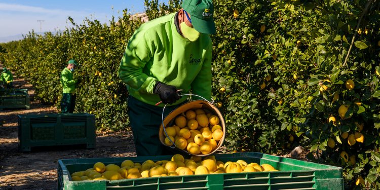 Limón nacional en Carrefour