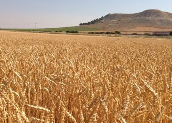 Campo de trigo. Plan sostenibilidad medioambiental Nestlé