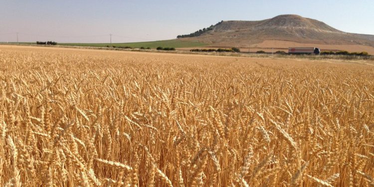 Campo de trigo. Plan sostenibilidad medioambiental Nestlé