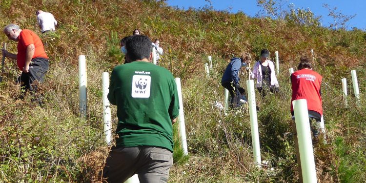 Plantación Árboles