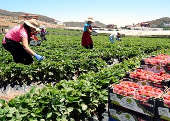 Producción Canarias