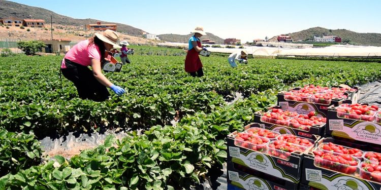 Producción Canarias