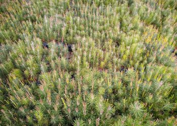 Nestlé reforesta los bosques