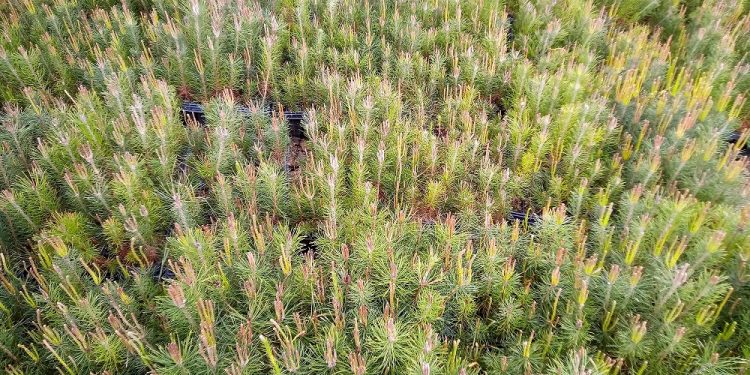 Nestlé reforesta los bosques