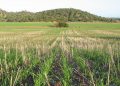 Agricultura de conservación