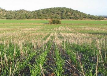 Agricultura de conservación