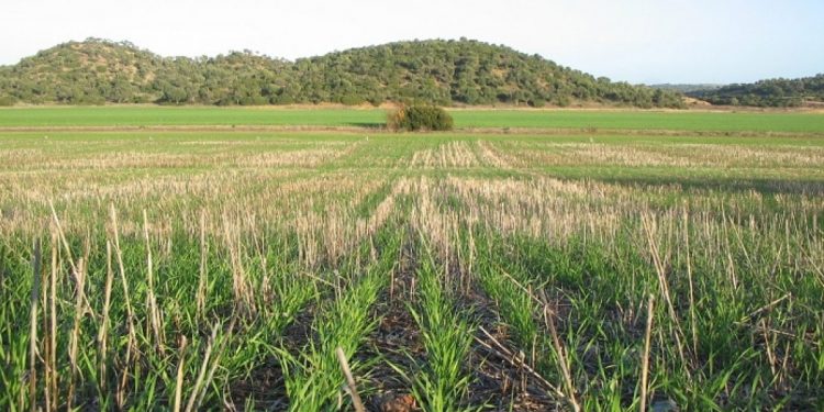 Agricultura de conservación