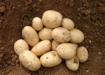 Patatas nacionales Lidl