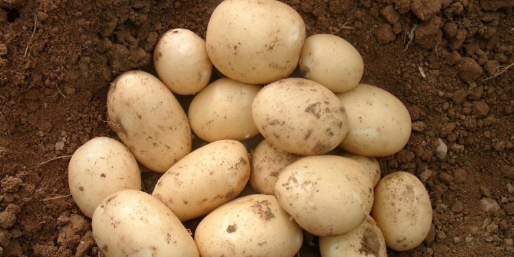 Patatas nacionales Lidl