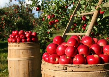 Agricultura. Recolección de manzanas