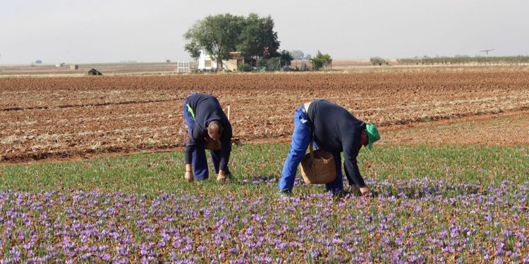DOP Azafran cosecha