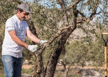 P&G Apadrina Un Olivo